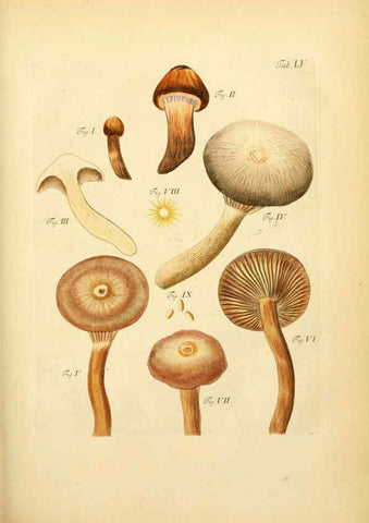 Reproducción/Reproduction 6257425200: Fungorum qui in Bavaria et Palatinatu circa Ratisbonam nascuntur icones, nativis coloribus expressae. v.1-2. Erlangae,Apud J.J. Palmium,1800