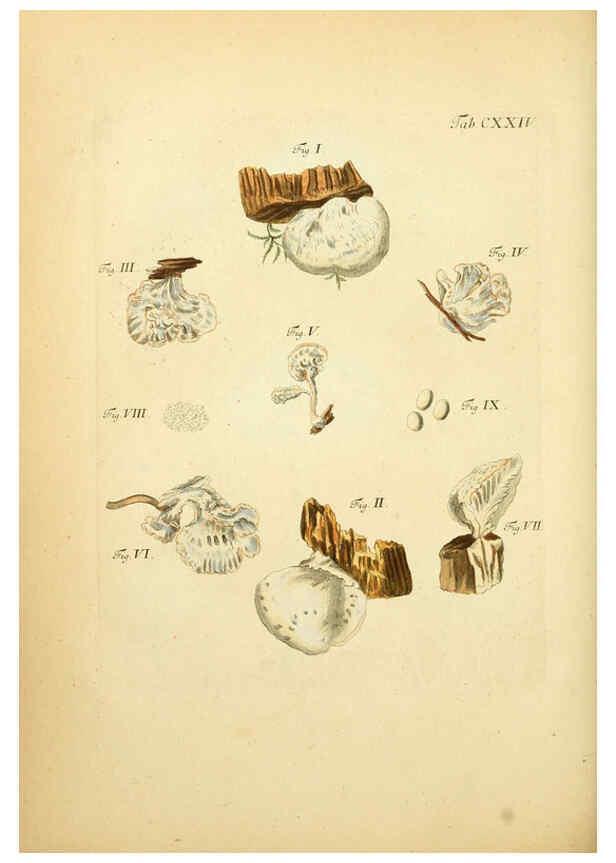Reproducción/Reproduction 6257442302: Fungorum qui in Bavaria et Palatinatu circa Ratisbonam nascuntur icones, nativis coloribus expressae. v.1-2. Erlangae,Apud J.J. Palmium,1800