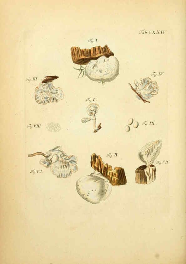 Reproducción/Reproduction 6257442302: Fungorum qui in Bavaria et Palatinatu circa Ratisbonam nascuntur icones, nativis coloribus expressae. v.1-2. Erlangae,Apud J.J. Palmium,1800