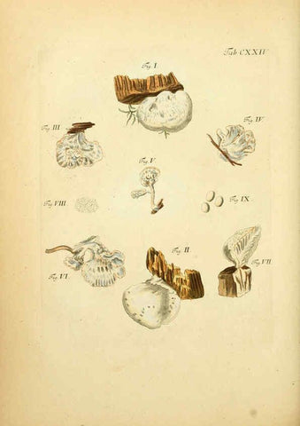 Reproducción/Reproduction 6257442302: Fungorum qui in Bavaria et Palatinatu circa Ratisbonam nascuntur icones, nativis coloribus expressae. v.1-2. Erlangae,Apud J.J. Palmium,1800
