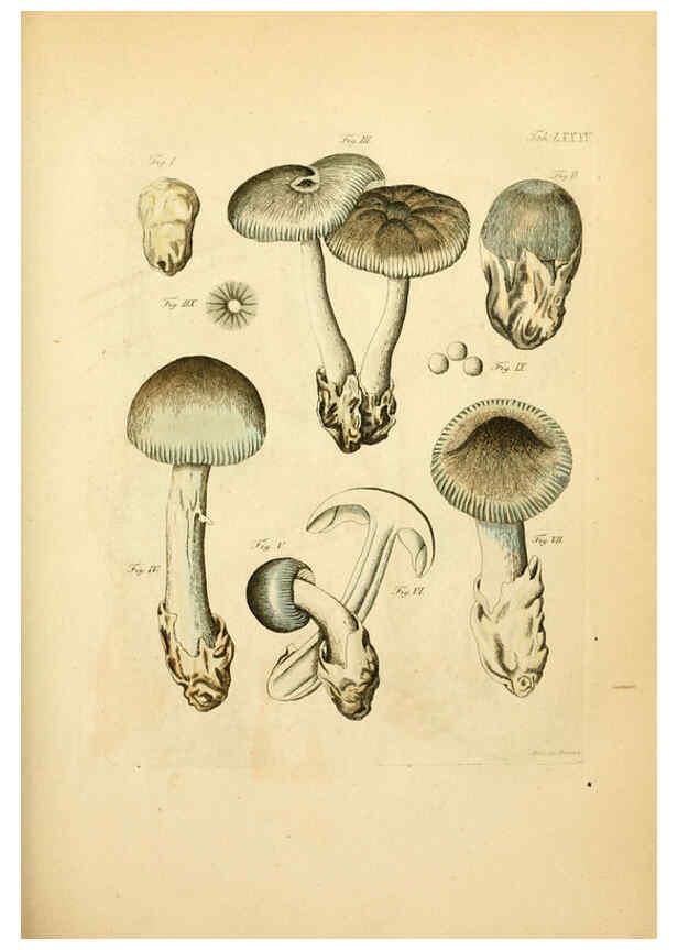 Reproducción/Reproduction 6257432246: Fungorum qui in Bavaria et Palatinatu circa Ratisbonam nascuntur icones, nativis coloribus expressae. v.1-2. Erlangae,Apud J.J. Palmium,1800
