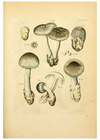 Reproducción/Reproduction 6257432246: Fungorum qui in Bavaria et Palatinatu circa Ratisbonam nascuntur icones, nativis coloribus expressae. v.1-2. Erlangae,Apud J.J. Palmium,1800