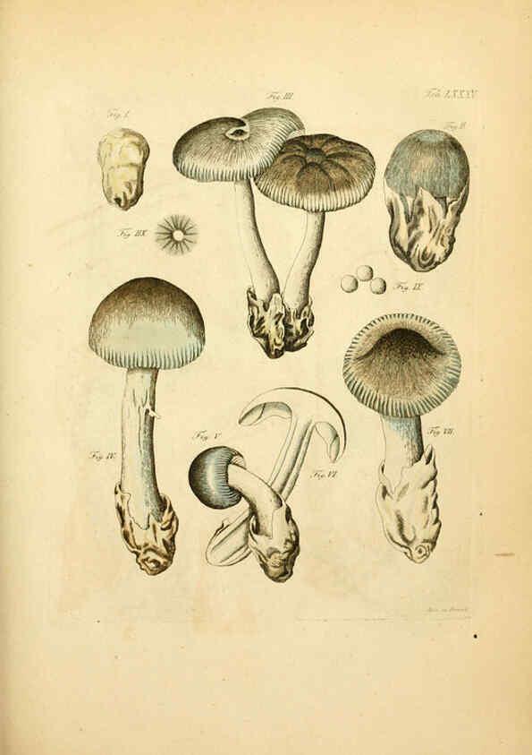 Reproducción/Reproduction 6257432246: Fungorum qui in Bavaria et Palatinatu circa Ratisbonam nascuntur icones, nativis coloribus expressae. v.1-2. Erlangae,Apud J.J. Palmium,1800
