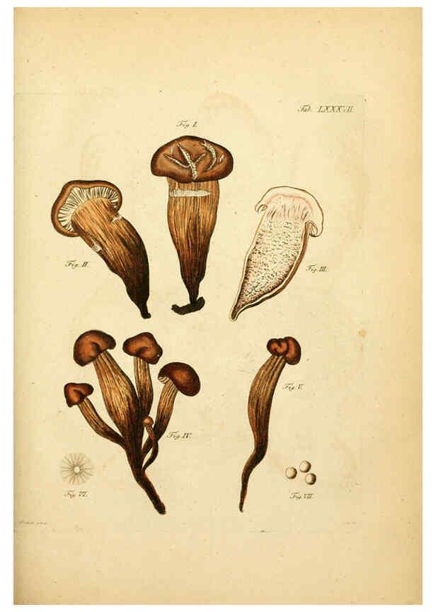Reproducción/Reproduction 6257432642: Fungorum qui in Bavaria et Palatinatu circa Ratisbonam nascuntur icones, nativis coloribus expressae. v.1-2. Erlangae,Apud J.J. Palmium,1800