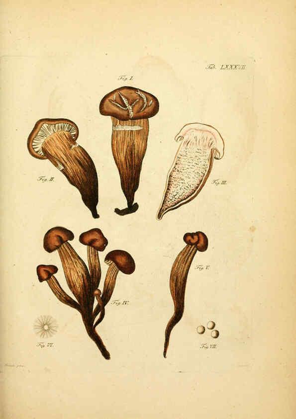 Reproducción/Reproduction 6257432642: Fungorum qui in Bavaria et Palatinatu circa Ratisbonam nascuntur icones, nativis coloribus expressae. v.1-2. Erlangae,Apud J.J. Palmium,1800