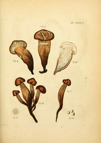 Reproducción/Reproduction 6257432642: Fungorum qui in Bavaria et Palatinatu circa Ratisbonam nascuntur icones, nativis coloribus expressae. v.1-2. Erlangae,Apud J.J. Palmium,1800