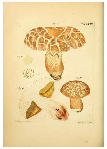 Reproducción/Reproduction 6257437720: Fungorum qui in Bavaria et Palatinatu circa Ratisbonam nascuntur icones, nativis coloribus expressae. v.1-2. Erlangae,Apud J.J. Palmium,1800