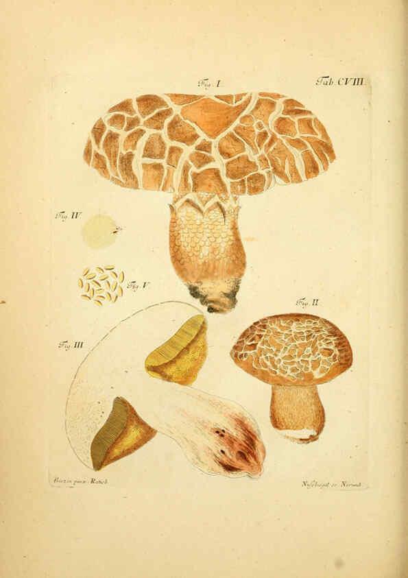 Reproducción/Reproduction 6257437720: Fungorum qui in Bavaria et Palatinatu circa Ratisbonam nascuntur icones, nativis coloribus expressae. v.1-2. Erlangae,Apud J.J. Palmium,1800