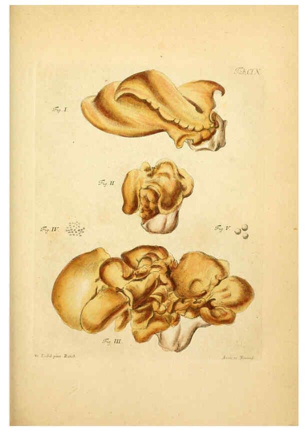 Reproducción/Reproduction 6256908119: Fungorum qui in Bavaria et Palatinatu circa Ratisbonam nascuntur icones, nativis coloribus expressae. v.1-2. Erlangae,Apud J.J. Palmium,1800