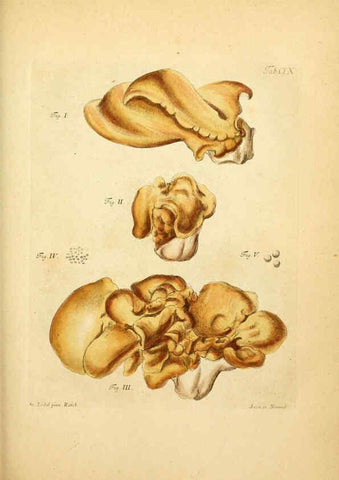 Reproducción/Reproduction 6256908119: Fungorum qui in Bavaria et Palatinatu circa Ratisbonam nascuntur icones, nativis coloribus expressae. v.1-2. Erlangae,Apud J.J. Palmium,1800