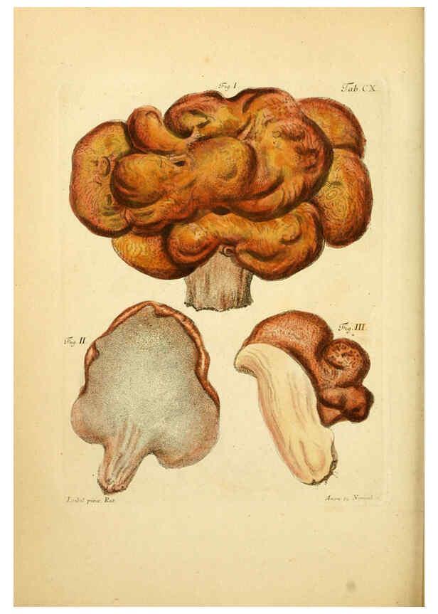 Reproducción/Reproduction 6256908333: Fungorum qui in Bavaria et Palatinatu circa Ratisbonam nascuntur icones, nativis coloribus expressae. v.1-2. Erlangae,Apud J.J. Palmium,1800