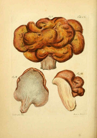 Reproducción/Reproduction 6256908333: Fungorum qui in Bavaria et Palatinatu circa Ratisbonam nascuntur icones, nativis coloribus expressae. v.1-2. Erlangae,Apud J.J. Palmium,1800