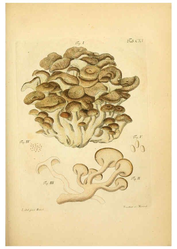 Reproducción/Reproduction 6257439046: Fungorum qui in Bavaria et Palatinatu circa Ratisbonam nascuntur icones, nativis coloribus expressae. v.1-2. Erlangae,Apud J.J. Palmium,1800
