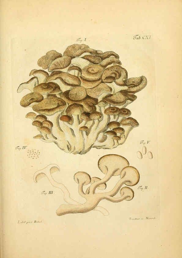Reproducción/Reproduction 6257439046: Fungorum qui in Bavaria et Palatinatu circa Ratisbonam nascuntur icones, nativis coloribus expressae. v.1-2. Erlangae,Apud J.J. Palmium,1800
