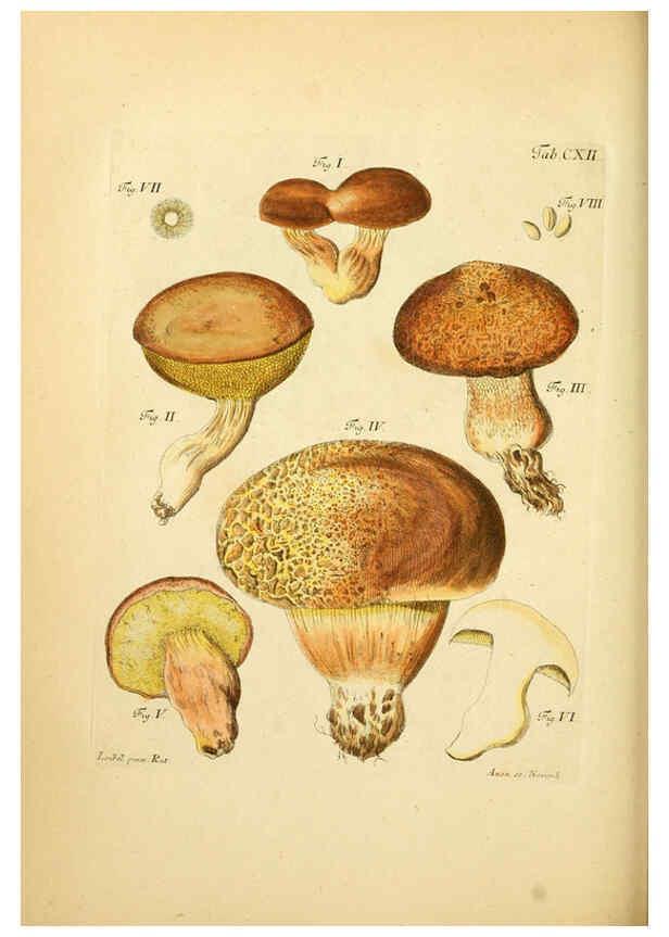 Reproducción/Reproduction 6257439296: Fungorum qui in Bavaria et Palatinatu circa Ratisbonam nascuntur icones, nativis coloribus expressae. v.1-2. Erlangae,Apud J.J. Palmium,1800