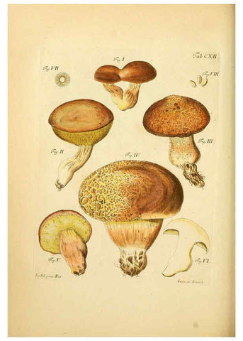 Reproducción/Reproduction 6257439296: Fungorum qui in Bavaria et Palatinatu circa Ratisbonam nascuntur icones, nativis coloribus expressae. v.1-2. Erlangae,Apud J.J. Palmium,1800