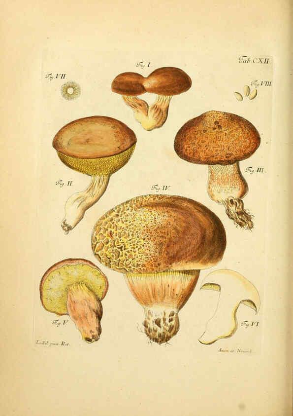 Reproducción/Reproduction 6257439296: Fungorum qui in Bavaria et Palatinatu circa Ratisbonam nascuntur icones, nativis coloribus expressae. v.1-2. Erlangae,Apud J.J. Palmium,1800