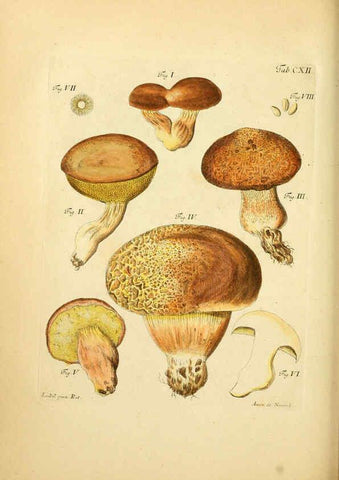 Reproducción/Reproduction 6257439296: Fungorum qui in Bavaria et Palatinatu circa Ratisbonam nascuntur icones, nativis coloribus expressae. v.1-2. Erlangae,Apud J.J. Palmium,1800