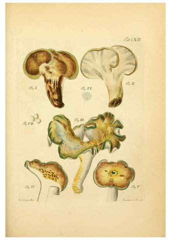 Reproducción/Reproduction 6256909629: Fungorum qui in Bavaria et Palatinatu circa Ratisbonam nascuntur icones, nativis coloribus expressae. v.1-2. Erlangae,Apud J.J. Palmium,1800