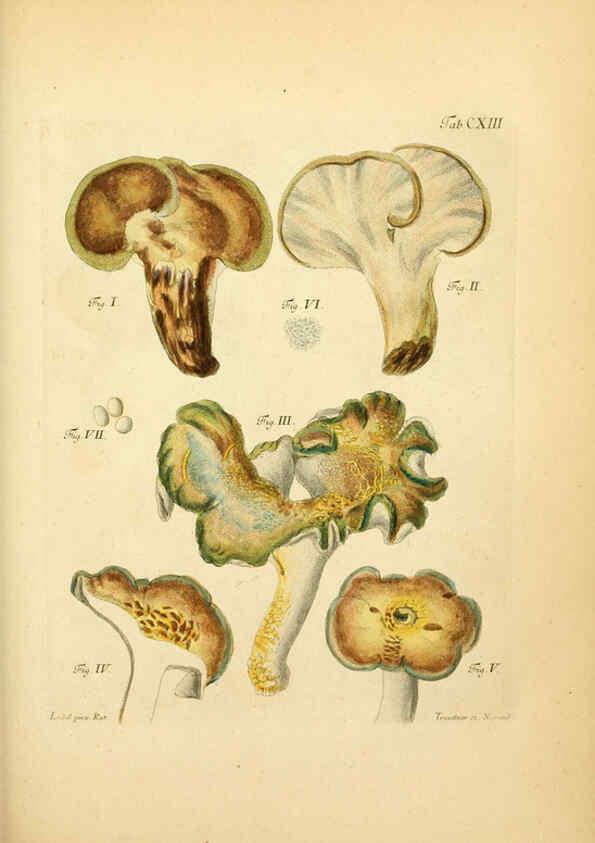 Reproducción/Reproduction 6256909629: Fungorum qui in Bavaria et Palatinatu circa Ratisbonam nascuntur icones, nativis coloribus expressae. v.1-2. Erlangae,Apud J.J. Palmium,1800