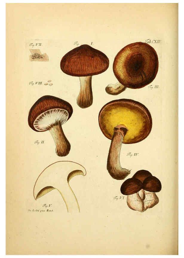Reproducción/Reproduction 6257439846: Fungorum qui in Bavaria et Palatinatu circa Ratisbonam nascuntur icones, nativis coloribus expressae. v.1-2. Erlangae,Apud J.J. Palmium,1800