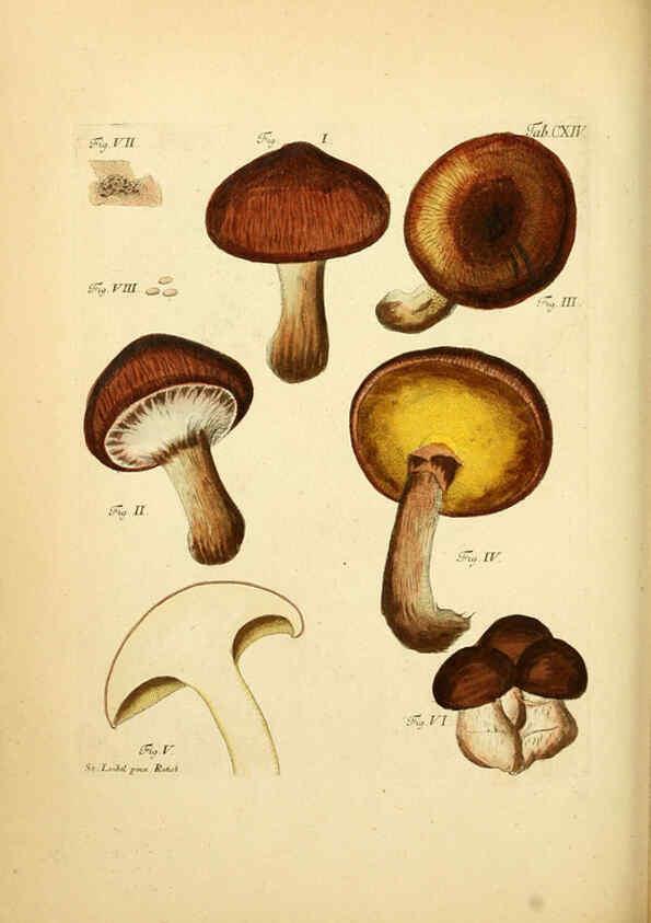 Reproducción/Reproduction 6257439846: Fungorum qui in Bavaria et Palatinatu circa Ratisbonam nascuntur icones, nativis coloribus expressae. v.1-2. Erlangae,Apud J.J. Palmium,1800
