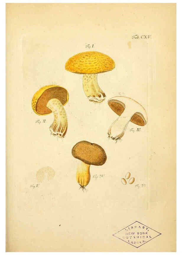 Reproducción/Reproduction 6256910145: Fungorum qui in Bavaria et Palatinatu circa Ratisbonam nascuntur icones, nativis coloribus expressae. v.1-2. Erlangae,Apud J.J. Palmium,1800