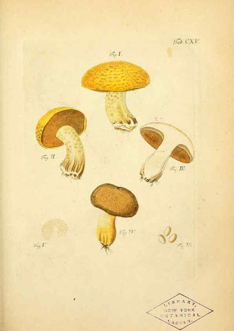 Reproducción/Reproduction 6256910145: Fungorum qui in Bavaria et Palatinatu circa Ratisbonam nascuntur icones, nativis coloribus expressae. v.1-2. Erlangae,Apud J.J. Palmium,1800