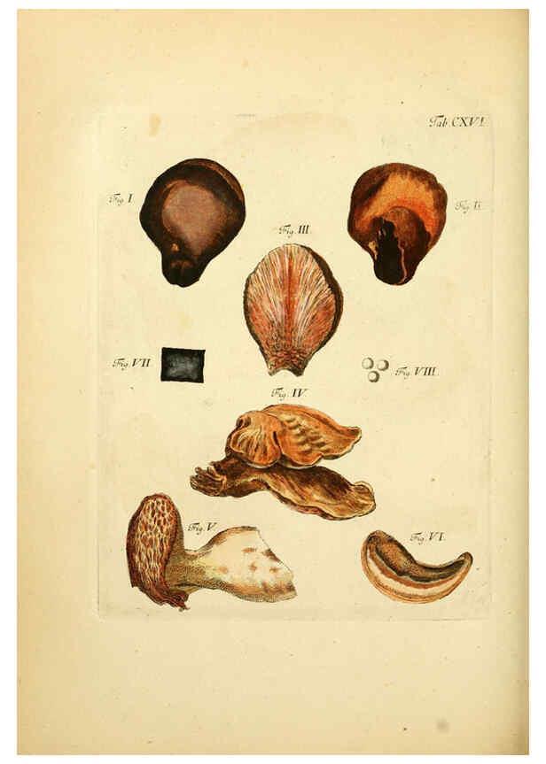 Reproducción/Reproduction 6257440344: Fungorum qui in Bavaria et Palatinatu circa Ratisbonam nascuntur icones, nativis coloribus expressae. v.1-2. Erlangae,Apud J.J. Palmium,1800