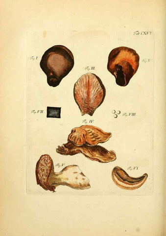 Reproducción/Reproduction 6257440344: Fungorum qui in Bavaria et Palatinatu circa Ratisbonam nascuntur icones, nativis coloribus expressae. v.1-2. Erlangae,Apud J.J. Palmium,1800
