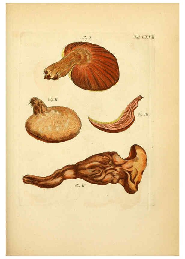 Reproducción/Reproduction 6256910567: Fungorum qui in Bavaria et Palatinatu circa Ratisbonam nascuntur icones, nativis coloribus expressae. v.1-2. Erlangae,Apud J.J. Palmium,1800