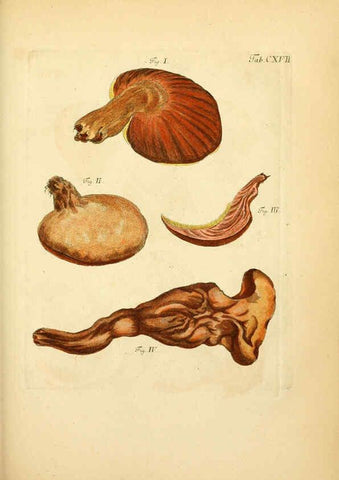 Reproducción/Reproduction 6256910567: Fungorum qui in Bavaria et Palatinatu circa Ratisbonam nascuntur icones, nativis coloribus expressae. v.1-2. Erlangae,Apud J.J. Palmium,1800