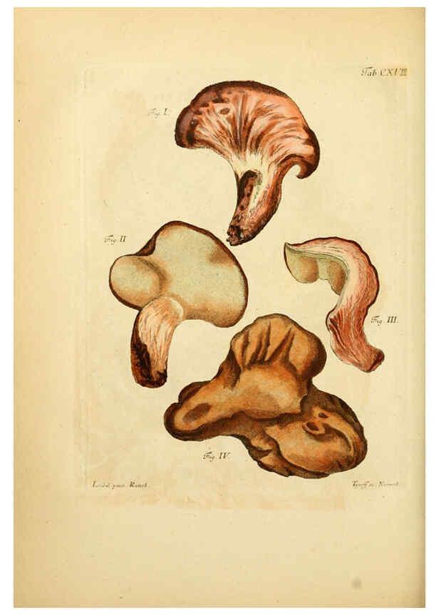 Reproducción/Reproduction 6257440816: Fungorum qui in Bavaria et Palatinatu circa Ratisbonam nascuntur icones, nativis coloribus expressae. v.1-2. Erlangae,Apud J.J. Palmium,1800