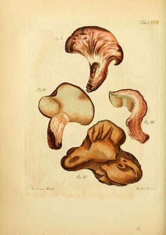 Reproducción/Reproduction 6257440816: Fungorum qui in Bavaria et Palatinatu circa Ratisbonam nascuntur icones, nativis coloribus expressae. v.1-2. Erlangae,Apud J.J. Palmium,1800