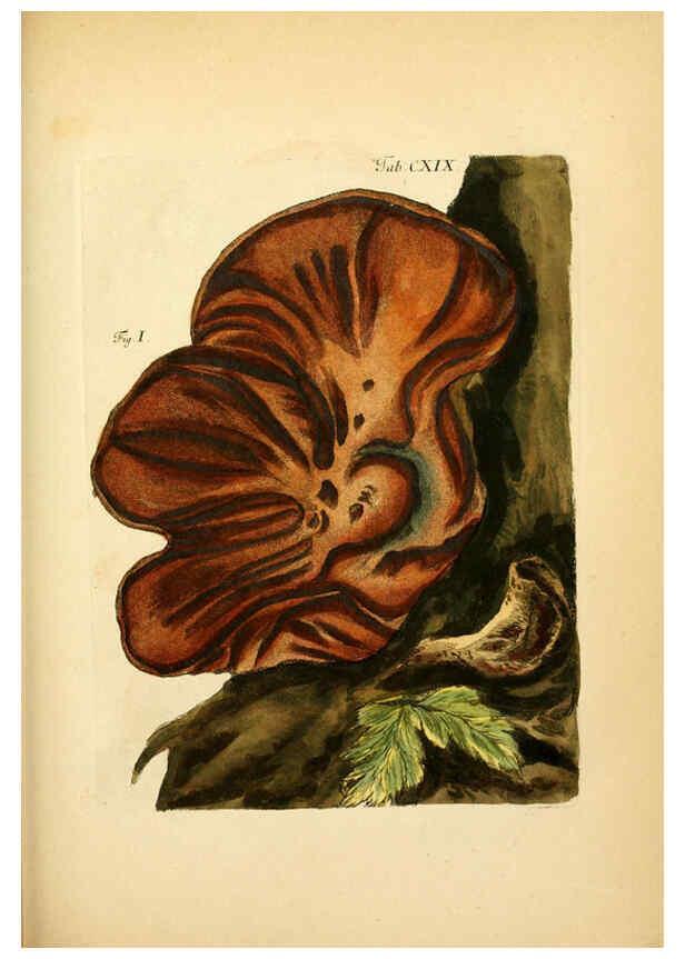 Reproducción/Reproduction 6256911119: Fungorum qui in Bavaria et Palatinatu circa Ratisbonam nascuntur icones, nativis coloribus expressae. v.1-2. Erlangae,Apud J.J. Palmium,1800