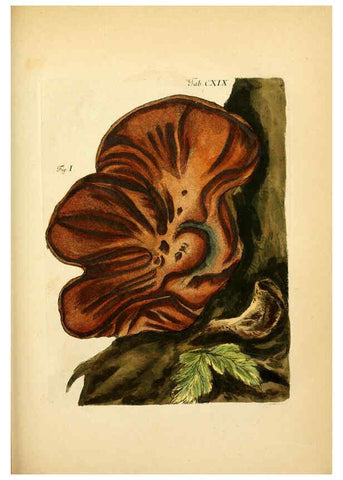 Reproducción/Reproduction 6256911119: Fungorum qui in Bavaria et Palatinatu circa Ratisbonam nascuntur icones, nativis coloribus expressae. v.1-2. Erlangae,Apud J.J. Palmium,1800