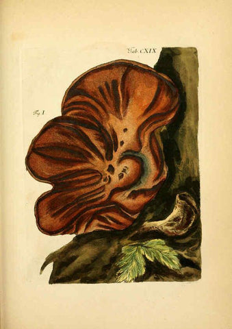 Reproducción/Reproduction 6256911119: Fungorum qui in Bavaria et Palatinatu circa Ratisbonam nascuntur icones, nativis coloribus expressae. v.1-2. Erlangae,Apud J.J. Palmium,1800
