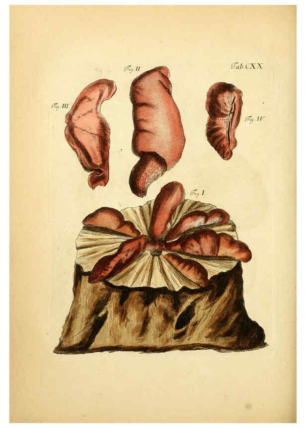 Reproducción/Reproduction 6257441308: Fungorum qui in Bavaria et Palatinatu circa Ratisbonam nascuntur icones, nativis coloribus expressae. v.1-2. Erlangae,Apud J.J. Palmium,1800