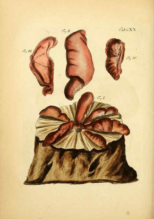 Reproducción/Reproduction 6257441308: Fungorum qui in Bavaria et Palatinatu circa Ratisbonam nascuntur icones, nativis coloribus expressae. v.1-2. Erlangae,Apud J.J. Palmium,1800