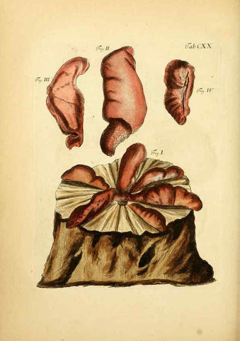 Reproducción/Reproduction 6257441308: Fungorum qui in Bavaria et Palatinatu circa Ratisbonam nascuntur icones, nativis coloribus expressae. v.1-2. Erlangae,Apud J.J. Palmium,1800