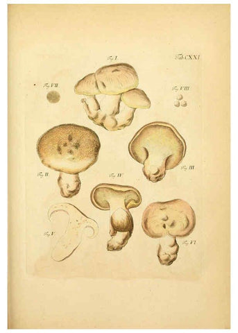 Reproducción/Reproduction 6256911553: Fungorum qui in Bavaria et Palatinatu circa Ratisbonam nascuntur icones, nativis coloribus expressae. v.1-2. Erlangae,Apud J.J. Palmium,1800