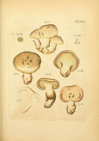 Reproducción/Reproduction 6256911553: Fungorum qui in Bavaria et Palatinatu circa Ratisbonam nascuntur icones, nativis coloribus expressae. v.1-2. Erlangae,Apud J.J. Palmium,1800