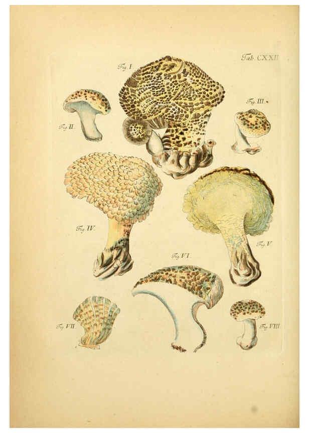 Reproducción/Reproduction 6257441864: Fungorum qui in Bavaria et Palatinatu circa Ratisbonam nascuntur icones, nativis coloribus expressae. v.1-2. Erlangae,Apud J.J. Palmium,1800