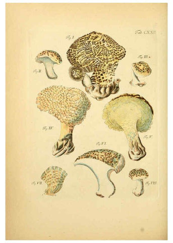 Reproducción/Reproduction 6257441864: Fungorum qui in Bavaria et Palatinatu circa Ratisbonam nascuntur icones, nativis coloribus expressae. v.1-2. Erlangae,Apud J.J. Palmium,1800