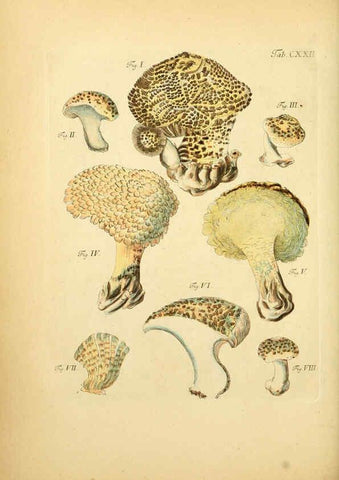 Reproducción/Reproduction 6257441864: Fungorum qui in Bavaria et Palatinatu circa Ratisbonam nascuntur icones, nativis coloribus expressae. v.1-2. Erlangae,Apud J.J. Palmium,1800