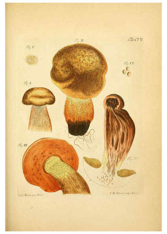 Reproducción/Reproduction 6257437446: Fungorum qui in Bavaria et Palatinatu circa Ratisbonam nascuntur icones, nativis coloribus expressae. v.1-2. Erlangae,Apud J.J. Palmium,1800