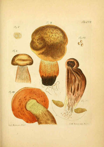 Reproducción/Reproduction 6257437446: Fungorum qui in Bavaria et Palatinatu circa Ratisbonam nascuntur icones, nativis coloribus expressae. v.1-2. Erlangae,Apud J.J. Palmium,1800