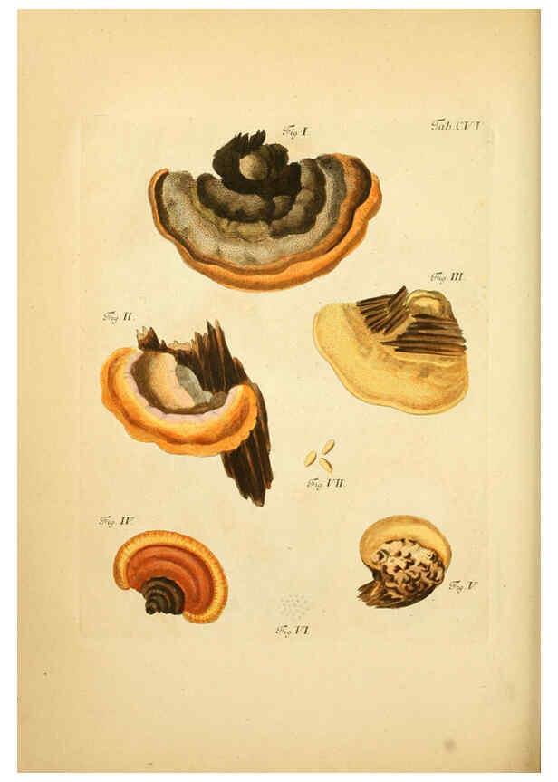 Reproducción/Reproduction 6257437240: Fungorum qui in Bavaria et Palatinatu circa Ratisbonam nascuntur icones, nativis coloribus expressae. v.1-2. Erlangae,Apud J.J. Palmium,1800