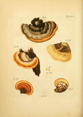 Reproducción/Reproduction 6257437240: Fungorum qui in Bavaria et Palatinatu circa Ratisbonam nascuntur icones, nativis coloribus expressae. v.1-2. Erlangae,Apud J.J. Palmium,1800