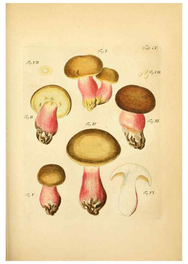 Reproducción/Reproduction 6257436938: Fungorum qui in Bavaria et Palatinatu circa Ratisbonam nascuntur icones, nativis coloribus expressae. v.1-2. Erlangae,Apud J.J. Palmium,1800